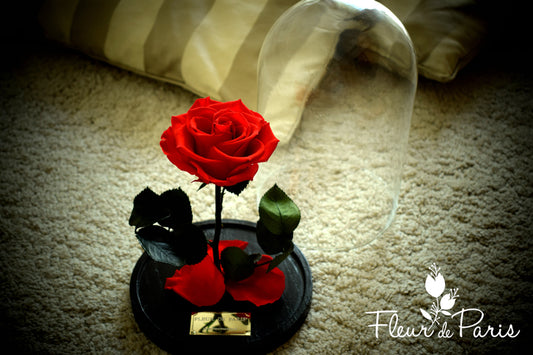 The Bella Rose – Infinity Roses