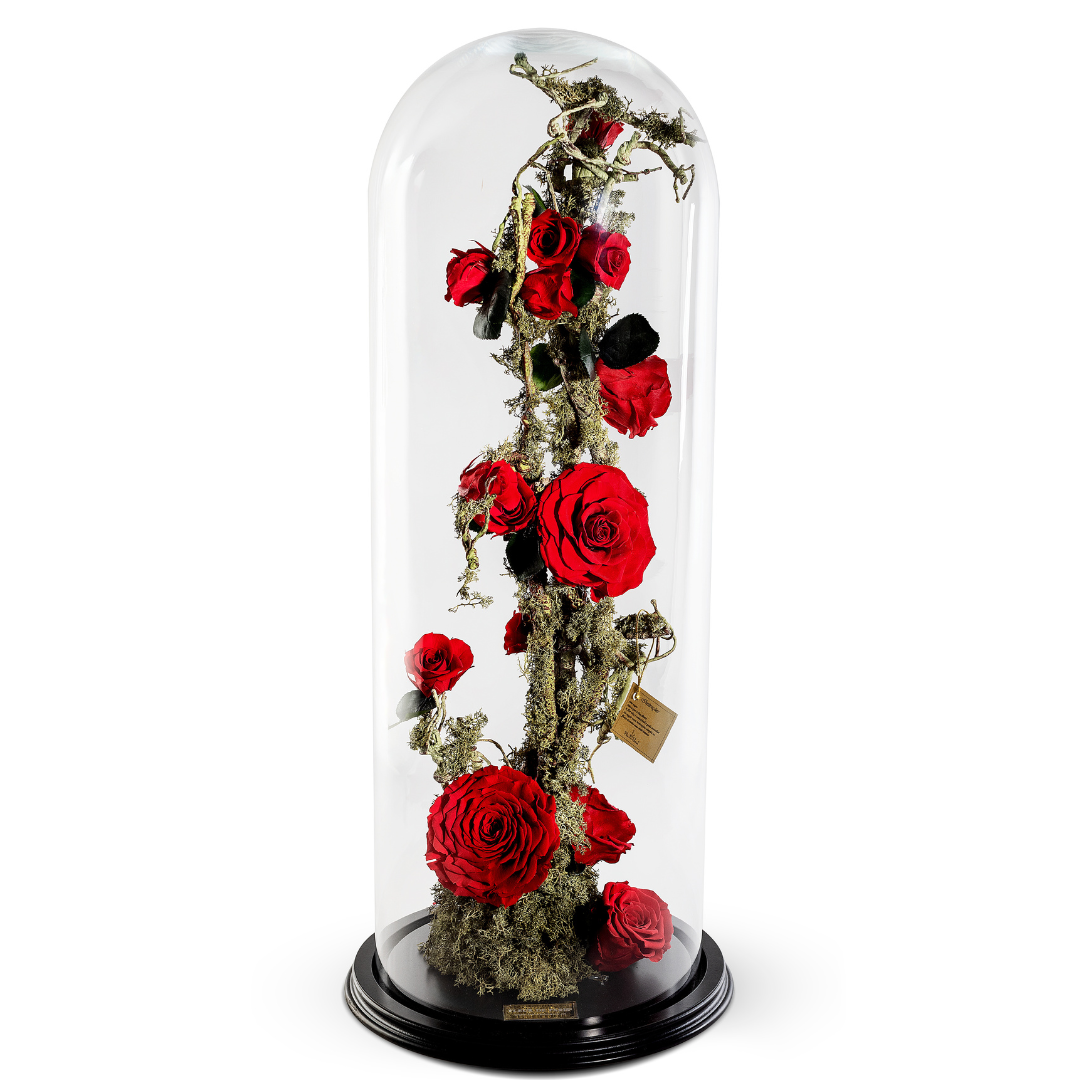 The Bella Rose | Big Collection | Rosas Infinity