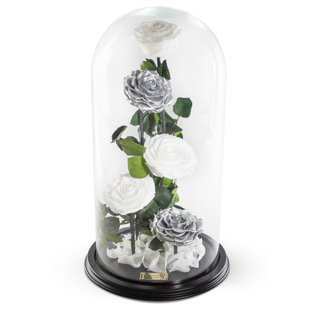 The Bella Rose | 5 Rosas Infinity