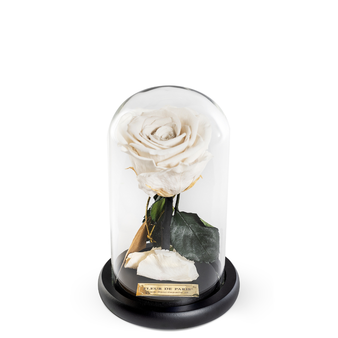 The Bella Rose | Tamanho Standard