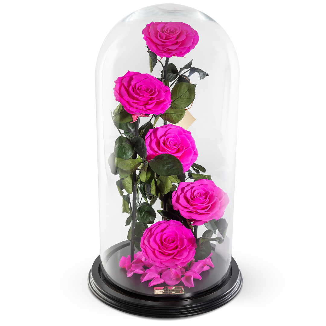 The Bella Rose | 5 Rosas Infinity