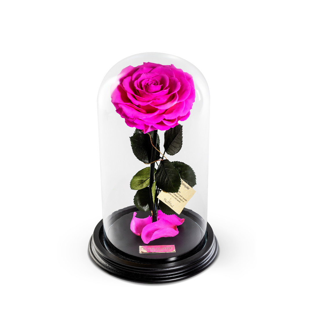 The Bella Rose | Médio