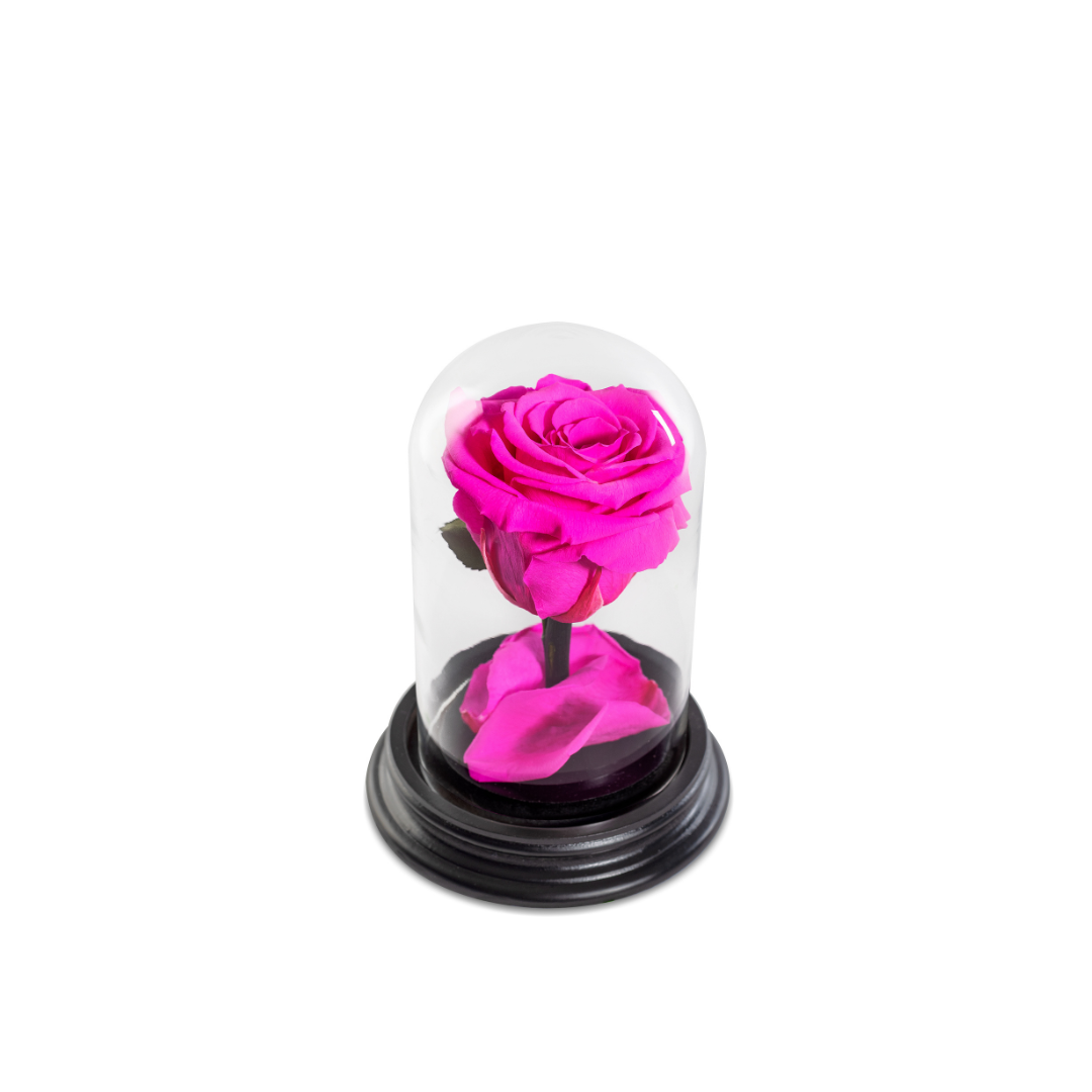 The Bella Rose | Tamanho Mini