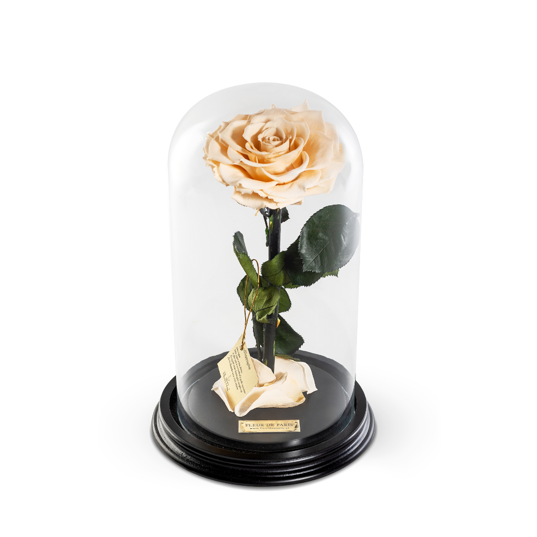 The Bella Rose | Médio