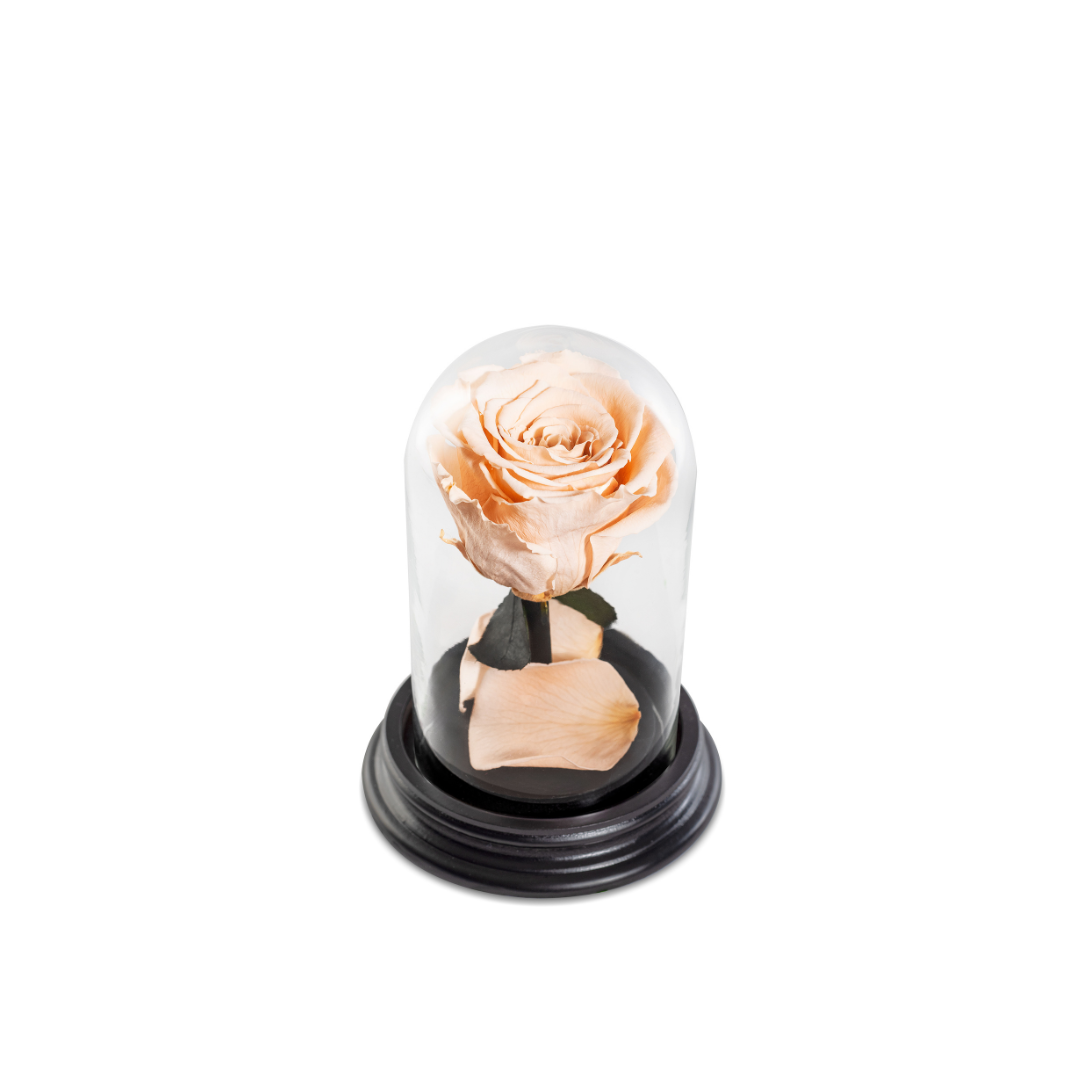 The Bella Rose | Tamanho Mini