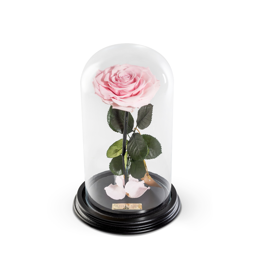 The Bella Rose | Médio