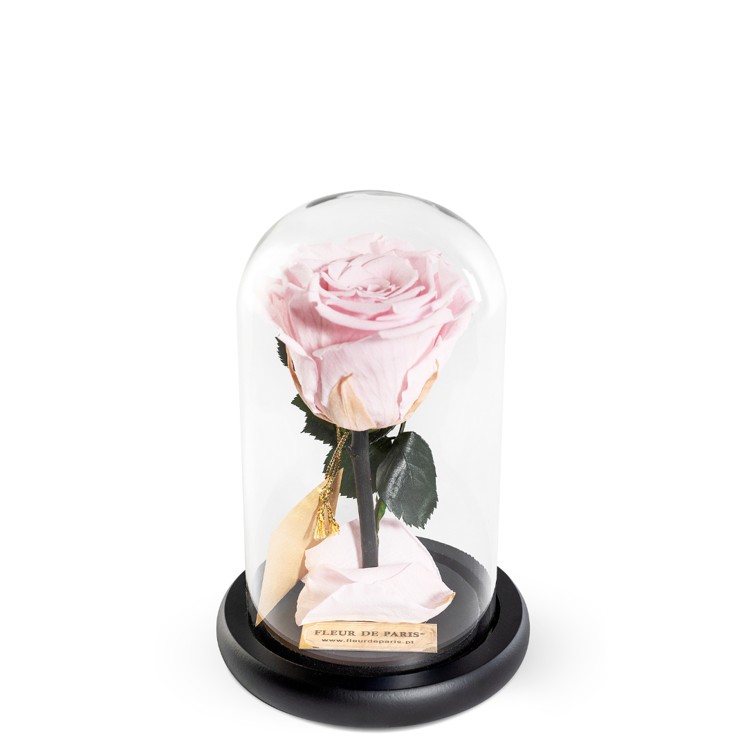 The Bella Rose | Tamanho Standard