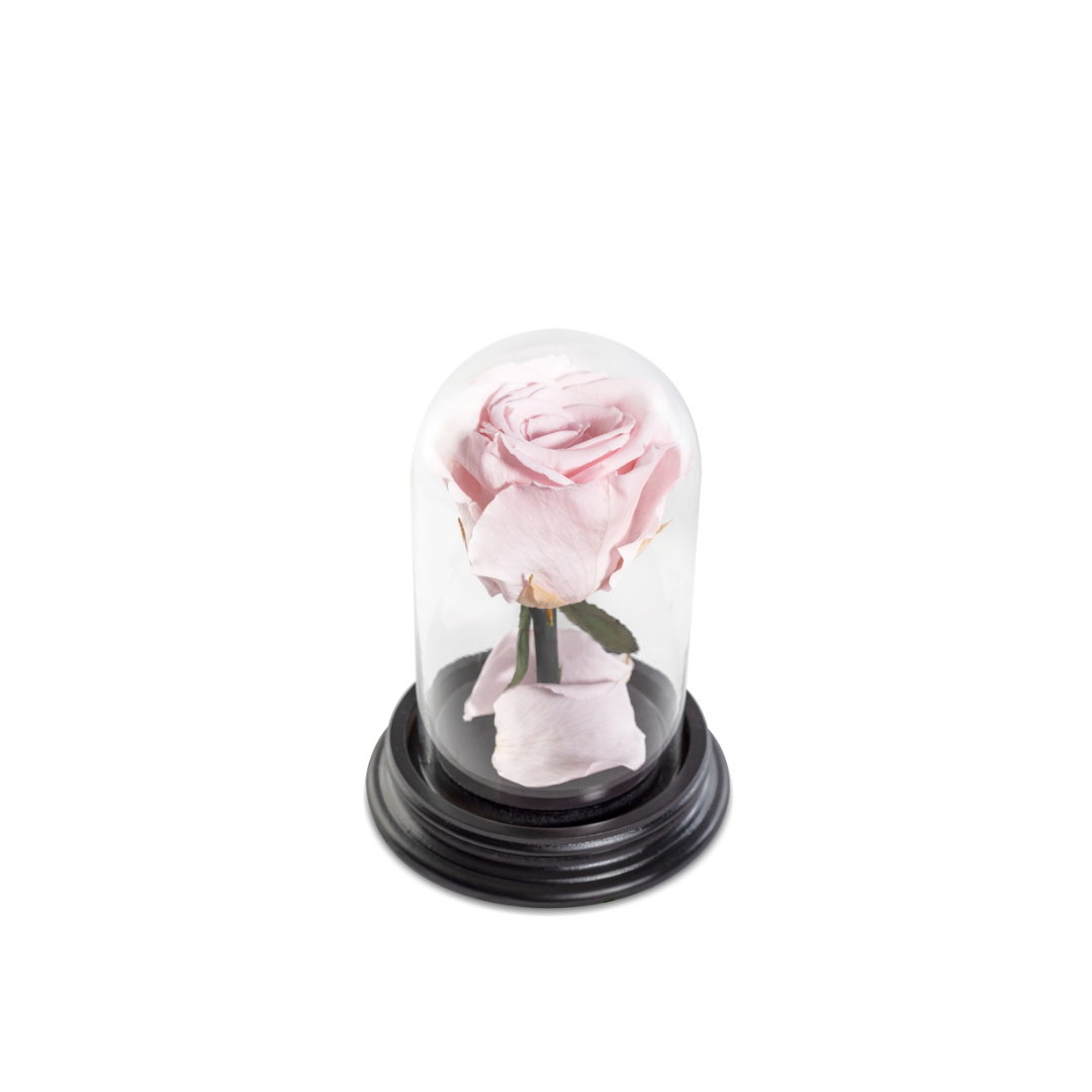 The Bella Rose | Tamanho Mini