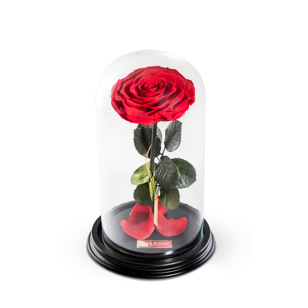 The Bella Rose | Médio