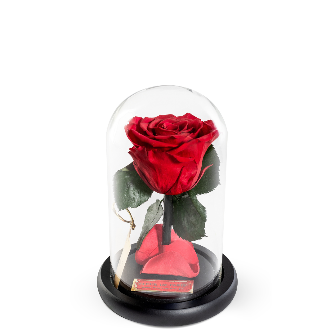 The Bella Rose | Tamanho Standard