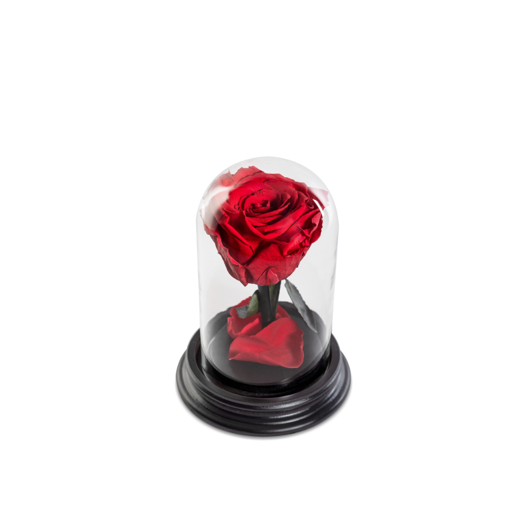 The Bella Rose | Tamanho Mini