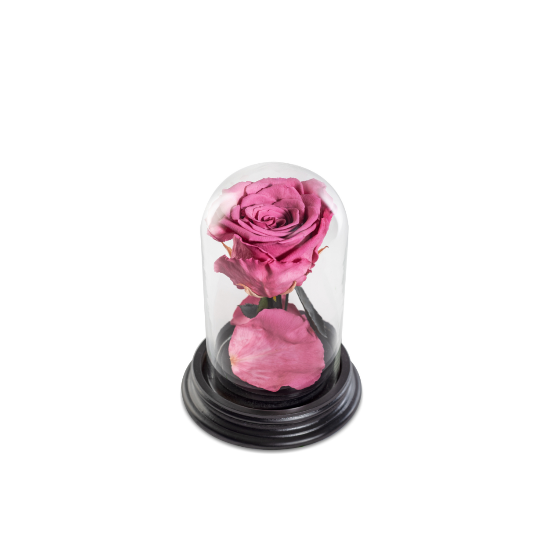 The Bella Rose | Tamanho Mini