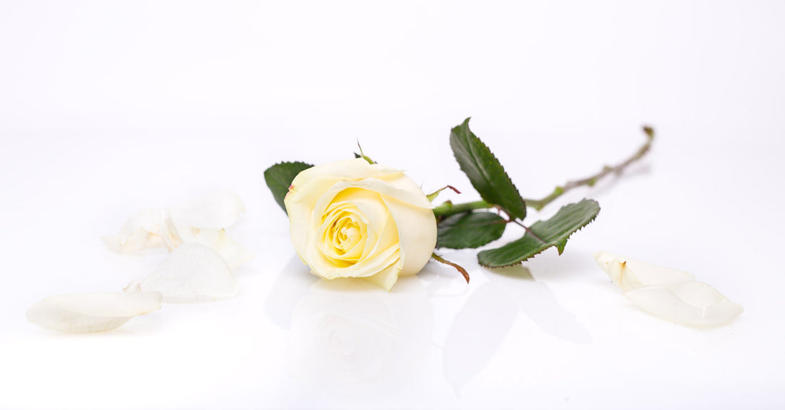 DIA DA MULHER - Rosas e as preferências da mulher