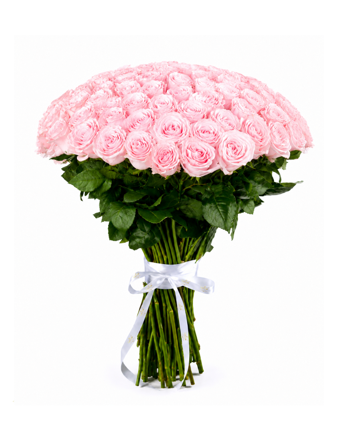Bouquet Ternura Suprema – 100 Rosas Premium Equatorianas Cor-de-Rosa