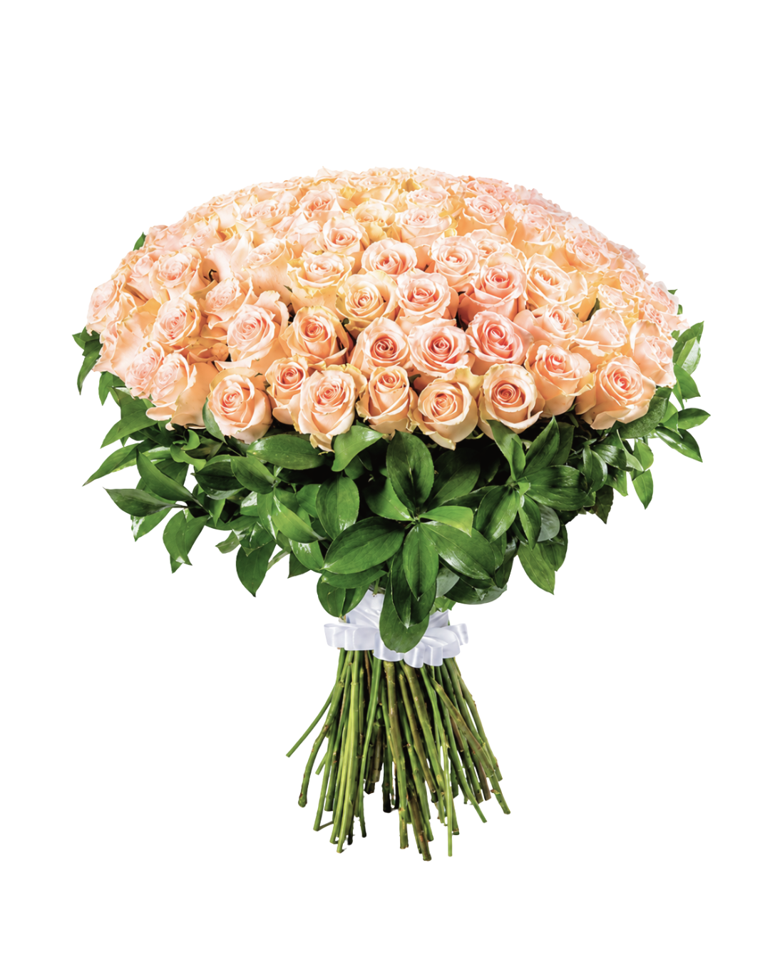 Bouquet Delicadeza Majestosa – 100 Rosas Premium Equatorianas Cor-de-Rosa com Folhagem Elegante