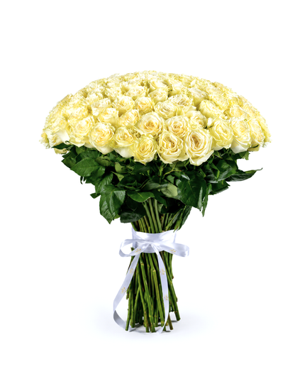 Bouquet Pureza Suprema – 100 Rosas Premium Equatorianas Brancas