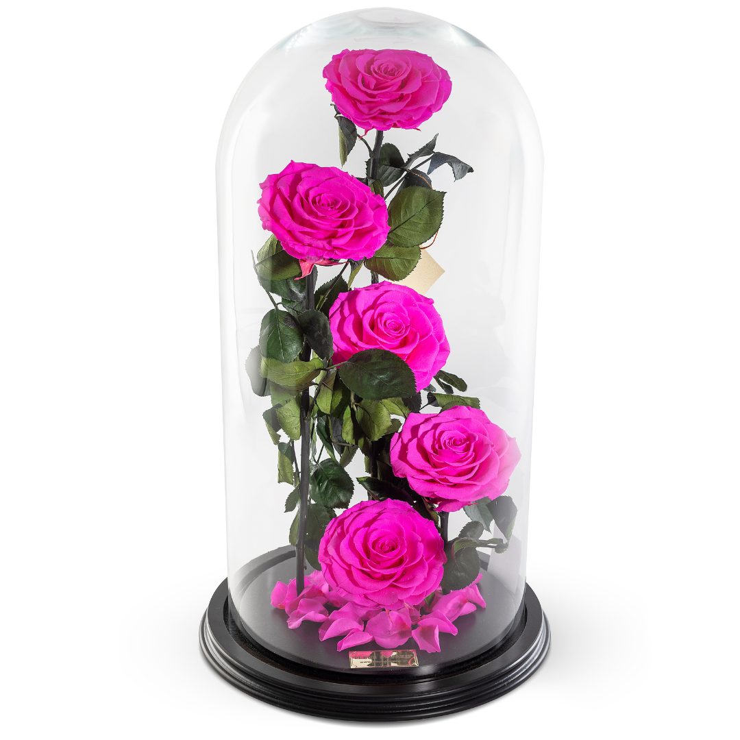 The Bella Rose | 5 Infinity Roses